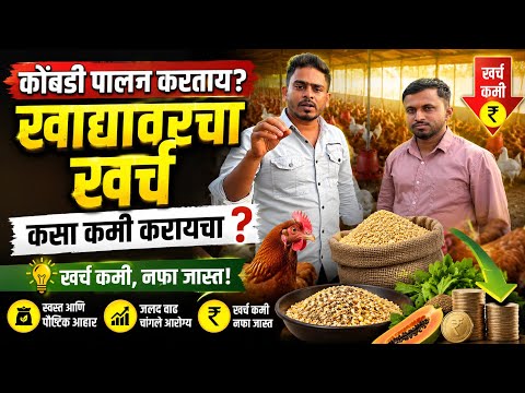 कोंबडी पालन खाद्यावरील खर्च कमी कसा करायचा?